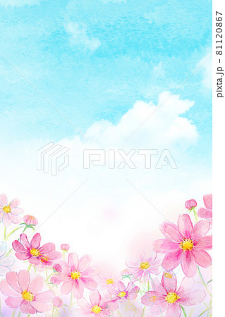 虹とコスモス畑　水彩イラスト 81120867