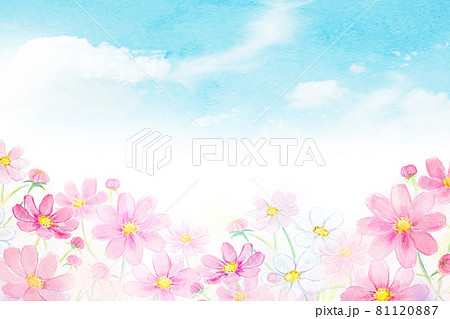 虹とコスモス畑　水彩イラスト 81120887