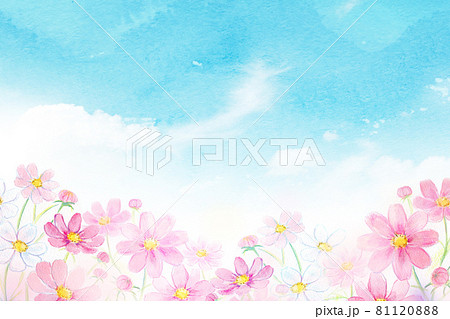 虹とコスモス畑　水彩イラスト 81120888