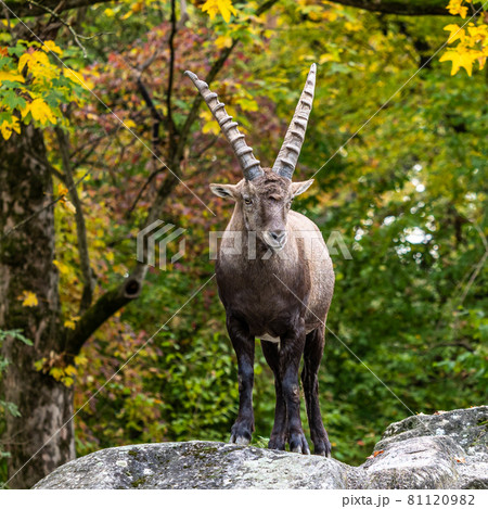 Male mountain ibex or capra ibex on a rock Male mountain ibex or capra ibex on a rock 81120982