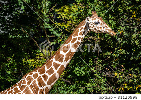The giraffe, Giraffa camelopardalis is an African mammal The giraffe, Giraffa camelopardalis is an African mammal 81120998