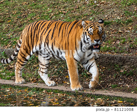 The Siberian tiger,Panthera tigris altaica in a park 81121008