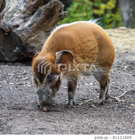 Red river hog, Potamochoerus porcus, also known as the bush pig. 81121009