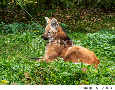 The Maned Wolf, Chrysocyon brachyurus is the largest canid of South America 81121013