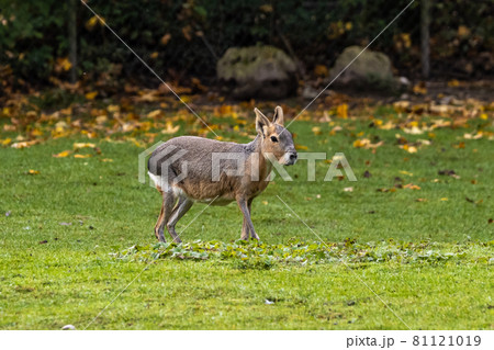 Patagonian Mara, Dolichotis patagonum are large relatives of guinea pigs 81121019