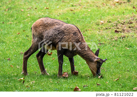 Apennine chamois, Rupicapra pyrenaica ornata, is living in Italy and Spain 81121022