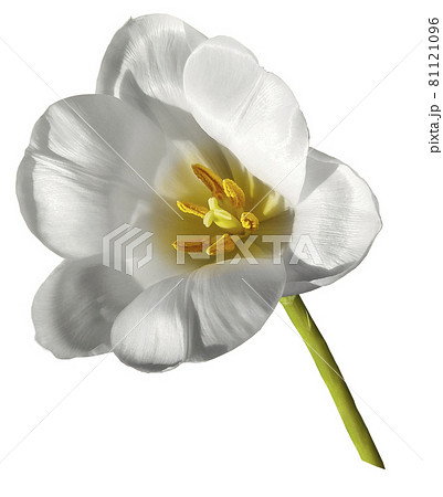 tulip white flower isolated on white background with clipping path. Closeup no shadows. Nature. tulip white flower isolated on white background with clipping path. Closeup no shadows. Nature. 81121096
