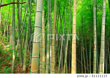 竹 森 森林 81121115