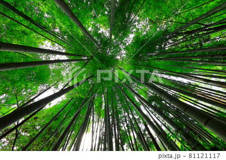 竹 森 森林 81121117