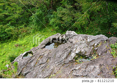 竹 森 森林 81121210