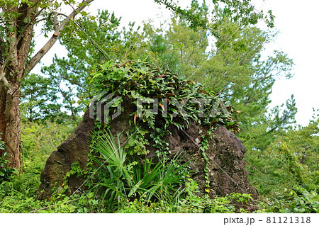 竹 森 森林 81121318