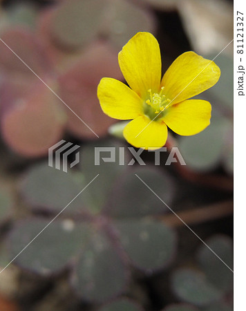 東京板橋の道路脇に咲くアカカタバミ 81121327