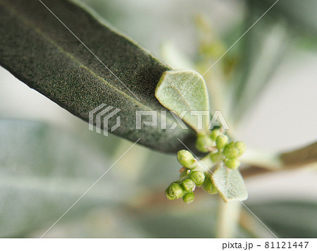 オリーブの花の写真素材 オリーブの花の写真素材