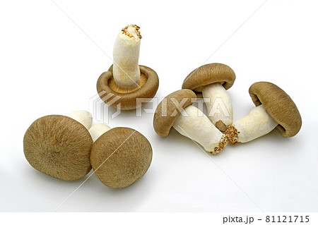 きのこ（大黒本しめじ） 81121715