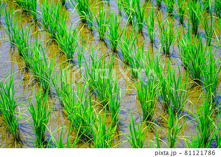 田植えされた稲 宮城県 田植えされた稲 宮城県 81121786