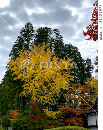 寺院を飾る紅色と黄色 高野山の紅葉 81121972