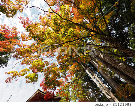 寺院を飾る紅色と黄色 高野山の紅葉 81121993