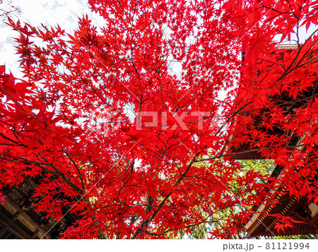 寺院を飾る紅色と黄色 高野山の紅葉 81121994