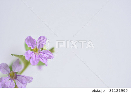 クフェア クフェア 81121996