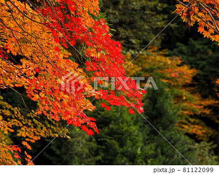 寺院を飾る紅色と黄色 高野山の紅葉 寺院を飾る紅色と黄色 高野山の紅葉 81122099