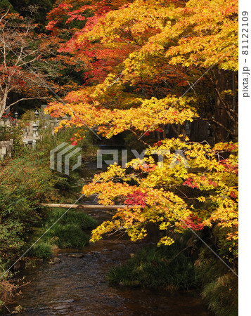 寺院を飾る紅色と黄色 高野山の紅葉 寺院を飾る紅色と黄色 高野山の紅葉 81122109
