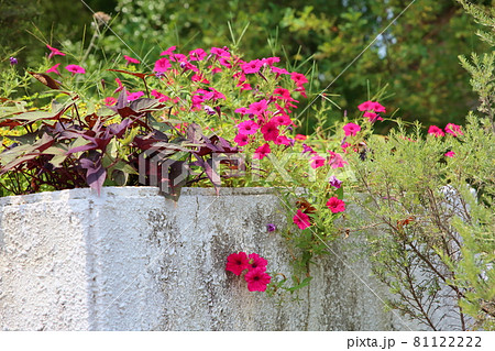 ペチュニアの花 ペチュニアの花 81122222