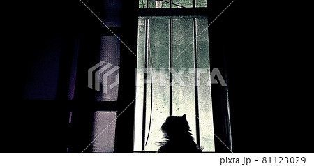 猫 シルエット 動物 81123029