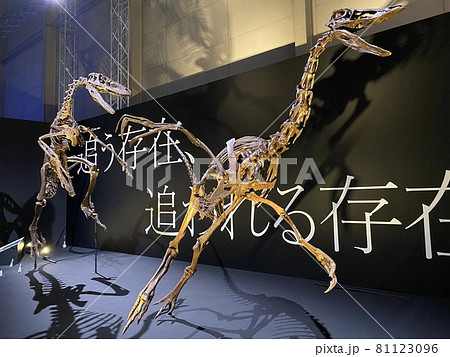 子供と行く、大迫力の恐竜展 子供と行く、大迫力の恐竜展 81123096