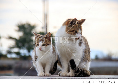 瀬戸内海の島の猫【佐柳島】 81123573