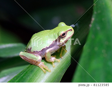 可愛らしい黄緑色の二ホンアマガエル 可愛らしい黄緑色の二ホンアマガエル 81123585