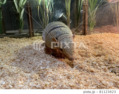 癒しをくれるアルマジロ 癒しをくれるアルマジロ 81123623