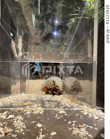 癒しをくれるアルマジロ 81123626