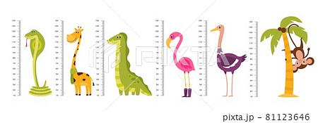 Growth ruler. Kids scale measuring with funny tall or long wild animals and birds. Cute giraffe and dinosaur. Pink flamingo or monkey on palm. Vector height measurement equipment set 81123646