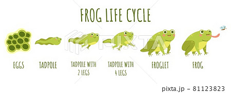 Frog life cycle. Stages development and growth of toad, water animal transforming stages, funny amphibians age changes, becoming an adult. Cute water reptiles, vector cartoon flat concept Frog life cycle. Stages development and growth of toad, water animal transforming stages, funny amphibians age changes, becoming an adult. Cute water reptiles, vector cartoon flat concept 81123823