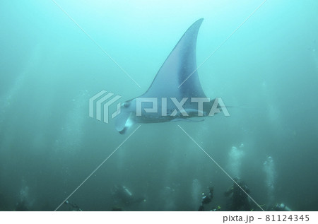 モルジブ　ナンヨウマンタ.1 81124345