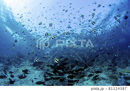 モルジブ ムレハタタテダイ、コバンザメの群れ モルジブ ムレハタタテダイ、コバンザメの群れ 81124387