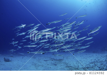 モルジブ　コバンザメの群れ.4 81124392