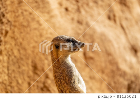 Alert meerkat Suricata suricatta standing Africa curious gesture Alert meerkat Suricata suricatta standing Africa curious gesture 81125021