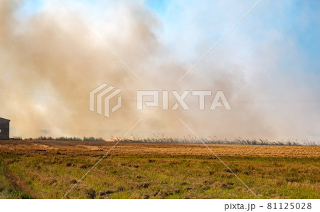 Burning of rice stubble burning straw in rice fields Burning of rice stubble burning straw in rice fields 81125028
