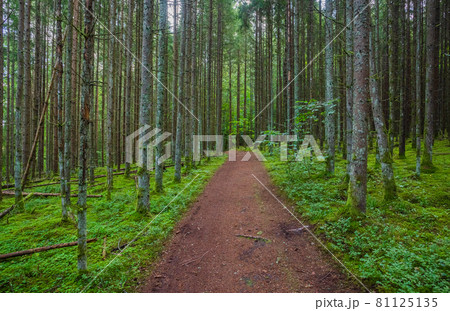 Green forest with pathway in Gauja National park, Latvia Green forest with pathway in Gauja National park, Latvia 81125135