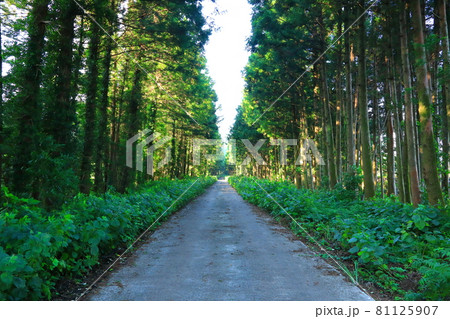 道路 森 階段 81125907