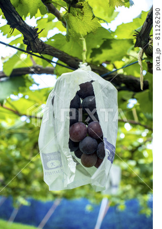 川崎の果樹園で美味しそうに熟れたブドウ 81126290