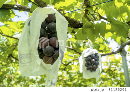 川崎の果樹園で美味しそうに熟れたブドウ 81126291