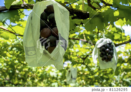 川崎の果樹園で美味しそうに熟れたブドウ 81126295