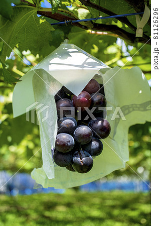 川崎の果樹園で美味しそうに熟れたブドウ 81126296