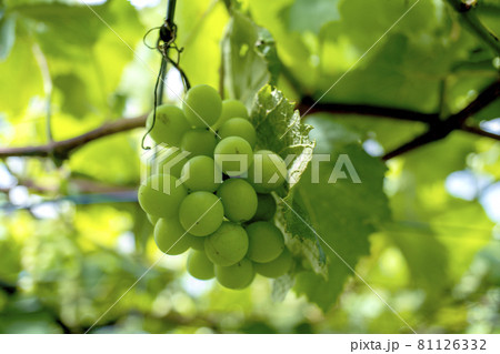 川崎市の果樹園のまだ青いブドウ 81126332