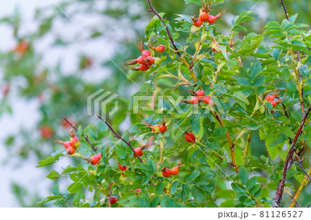 Dog rose fruits Rosa canina. Wild rosehips in nature. Herbal medicine and as food for being rich in antioxidants. Selective focus Dog rose fruits Rosa canina. Wild rosehips in nature. Herbal medicine and as food for being rich in antioxidants. Selective focus 81126527