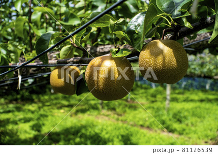 川崎市宮前区の梨園で取り入れを待つ多摩川梨 81126539