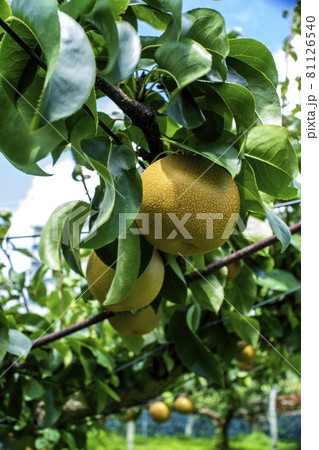 川崎市宮前区の梨園で取り入れを待つ多摩川梨 81126540