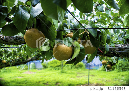 川崎市宮前区の梨園で取り入れを待つ多摩川梨 81126543